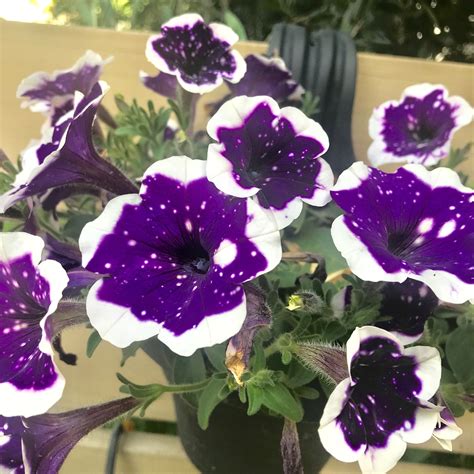 #flowers #petunia #purple #gardening | Petunias, Flowers, Nature photos