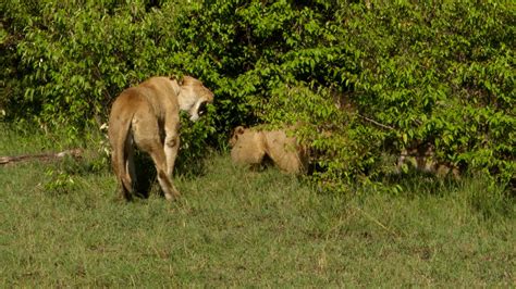 A lion cub is introduced to the pride: it does not go well! - Graham ...