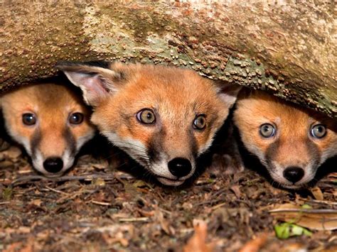 Foxes in the garden: feeding, spotting disease and deterrents - Saga