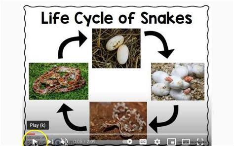 Snake Life Cycle