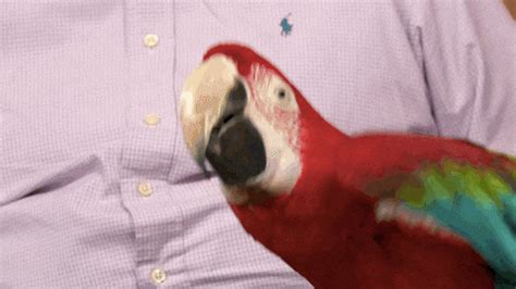 Happy Parrot GIFs - Get the best GIF on GIPHY