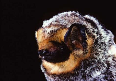 Hoary Bat - Northern California Bats