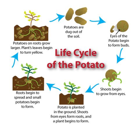 Potato Plant Stages | ... to know when your produce is ready! Look at ...