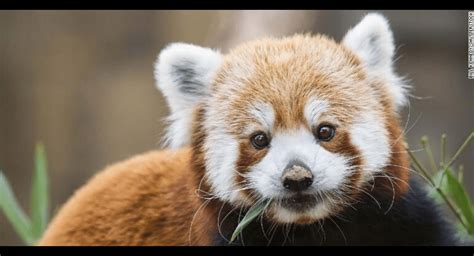 RPN Urges China to Upgrade Red Panda Conservation Status