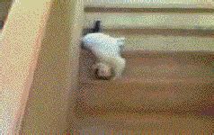 cat falling down the stairs gifs | WiffleGif