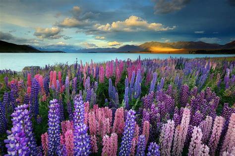 Lupins at Lake Tekapo, New Zealand James Appleton Photography | Scenic ...