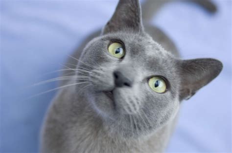 10 Cat Breeds That Have Blue-Colored Coats