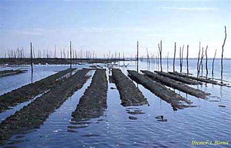 Molluscan Shellfish farming - Aquaculture