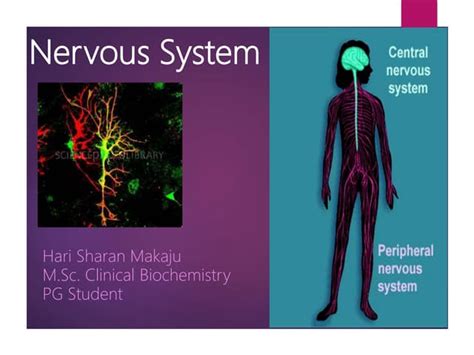 Nervous system ppt | PPT