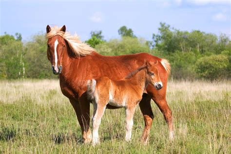 Mare Horse Winking Gic