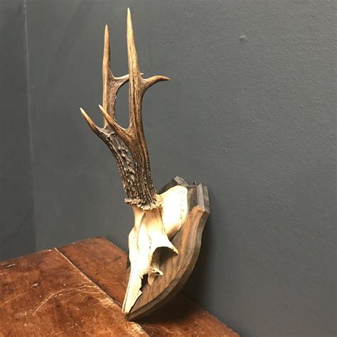 SOLD - Vintage Roe Deer Antlers – PamPicks