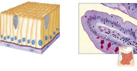 Simple Columnar Epithelium. Diagram | Quizlet