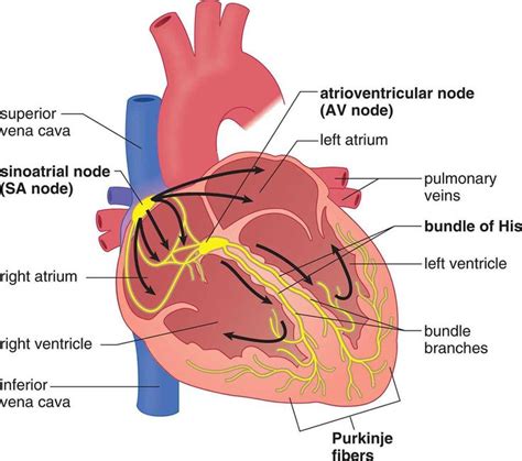 Ghim trên Cardiovascular System