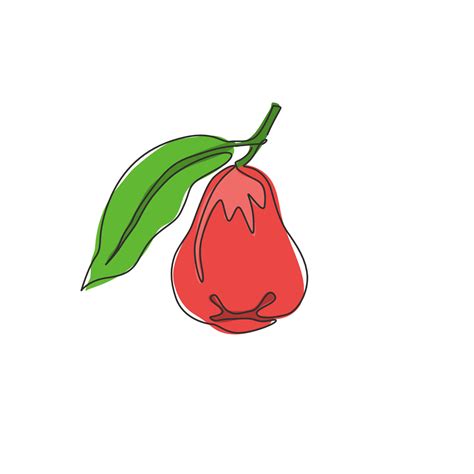 Jambu Fruit Clipart Drawings