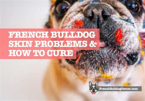 French Bulldog Skin Problems, Issues, Allergies & Bumps + How to Cure