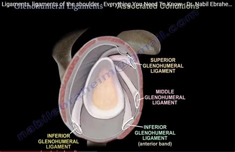 Glenohumeral Ligament of the Shoulder — OrthopaedicPrinciples.com