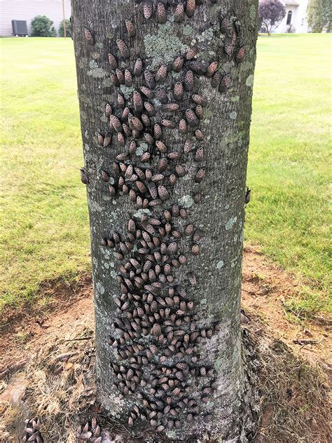 Bartlett Tree Experts: Spotted Lanternfly