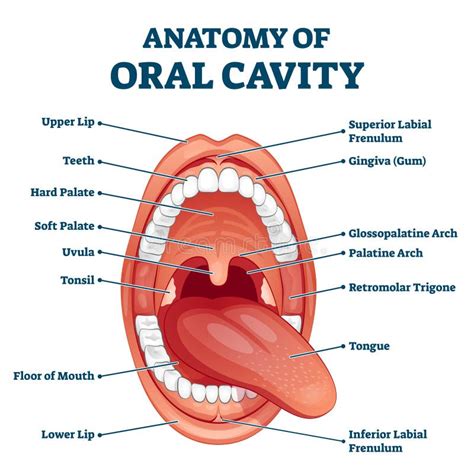 Structure Of Oral Cavity. Human Mouth Anatomy Stock Vector ...