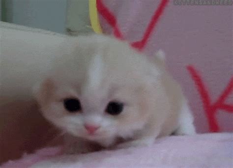 Cute Animal Gifs, cute kitten gif appreciaton post =D