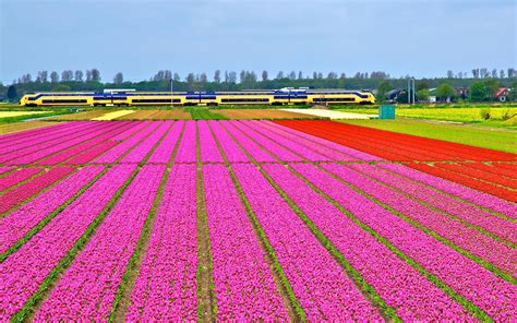 sightseeing - Where and when is the best time to see the tulip fields ...