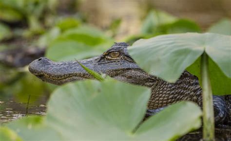 American Alligator, Okefenokee Swamp National Wildlife Refuge Stock ...