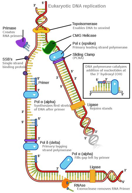 DNA Polymerase | Definition, Structure & Function - Lesson | Study.com