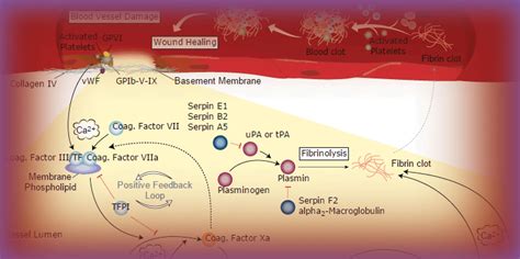 Blood Coagulation Pathway and Resources