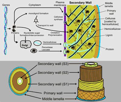 Plant Cell Wall Basics