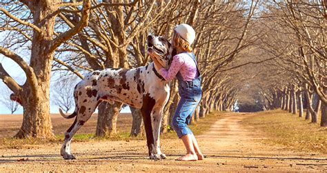 5 Things to Know About Great Danes - Petful