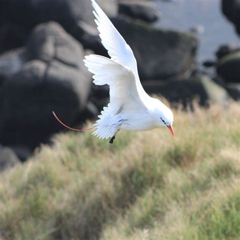 Wildlife | Norfolk Island National Park