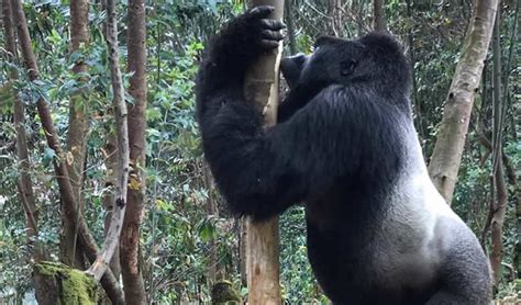 Gorilla Conservation Efforts and Programs | Conserving Rwanda Gorillas.