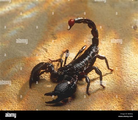 Black scorpion Stock Photo - Alamy