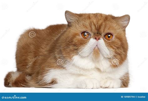 Exotic Shorthair Cat, 2 and a Half Years Old Stock Photo - Image of ...