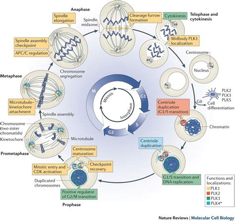 Mitosis Cell Cycle Biology Notes - Riset