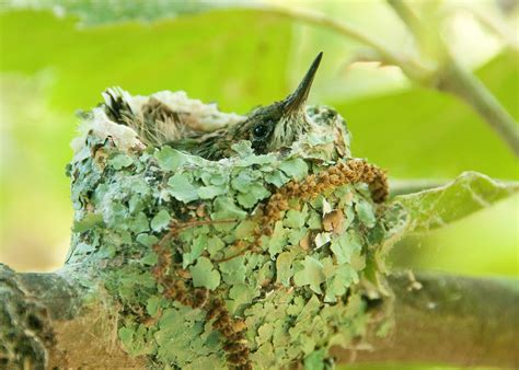 The ruby throated hummingbird's nest is decorated with lichen for ...