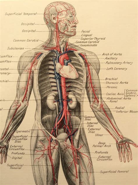 Complete anatomy of the human body - filelopi