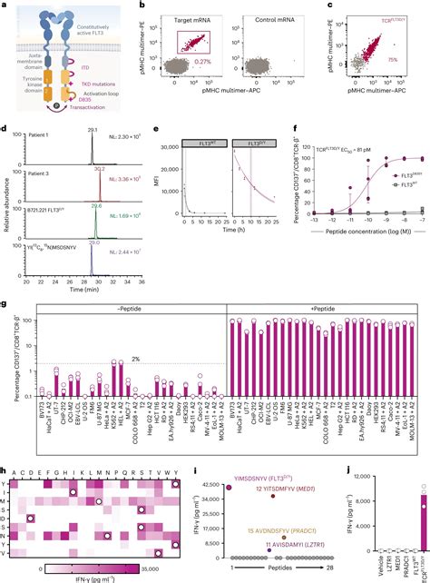 A possible new treatment for acute myeloid leukemia