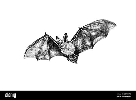 Hand drawing sketch of a bat flying on white background Stock Photo - Alamy