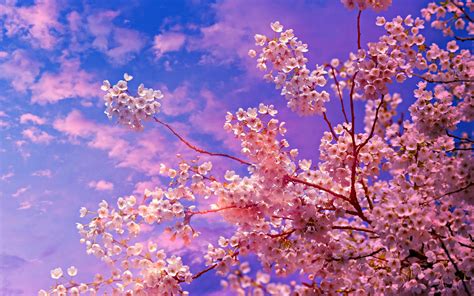 Cherry Blossom tree Wallpaper 4k HD ID:4625