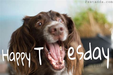 Happy Tuesday Images Funny GIF Clipart Meme Quotes Full HD Download ...