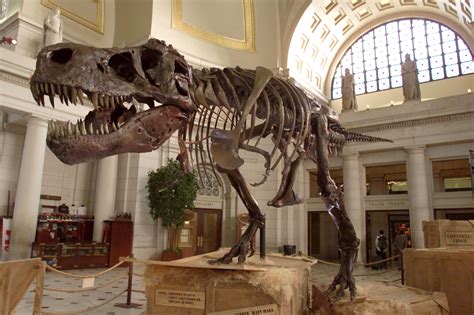 Can Dinosaurs Be Brought Back to Life Via Cloning? Experts Explain ...