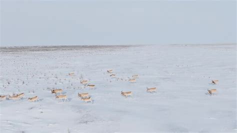 "Saiga Tatarica" Images – Browse 2,618 Stock Photos, Vectors, and Video ...