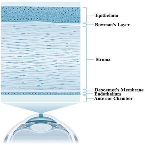 Corneal layers from anterior to posterior layer [21]. | Download ...