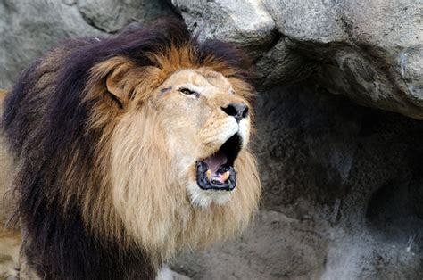 Lion roaring closeup Photos in .jpg format free and easy download ...