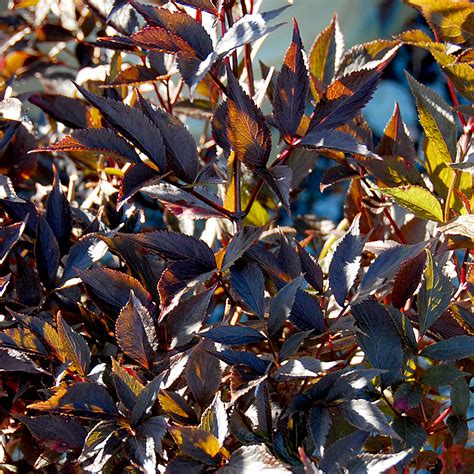 Sambucus nigra Black Beauty at Arts Nursery