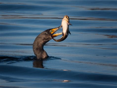 Cormant Fishing in Lake Washington | Double-crested Cormoran… | Flickr