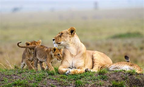 Maasai Mara Mid-range Safari - 4 Day - Safari With Us