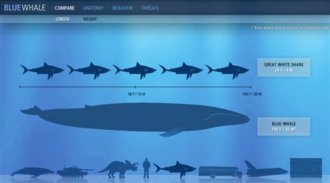 Blue whale, facts and photos | Blue whale, Whale, Big blue whale