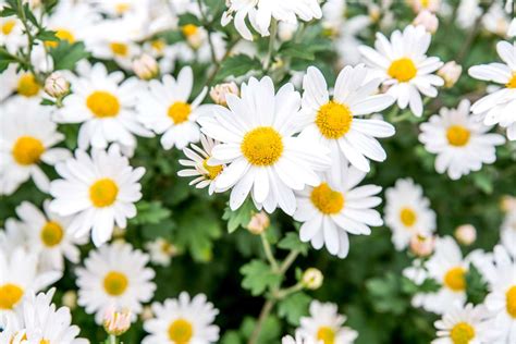 本物保証お得 daisy 特価超特価