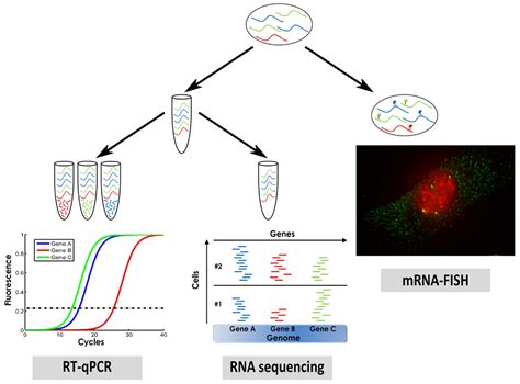 Single cell transcriptomics – methods and applications | RNA-Seq Blog